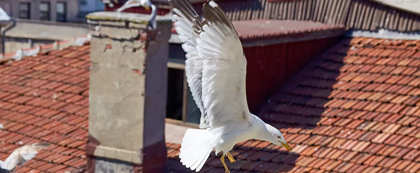 Residential Chimney Animal Removal Solution in Morganton, NC
