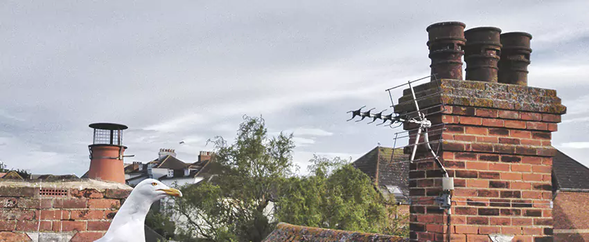 Chimney Cleaning And Restoration in Morganton, North Carolina